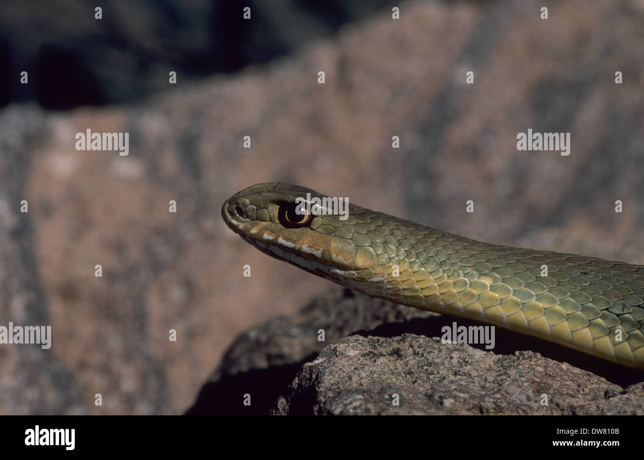 MONTPELLIER SNAKE (Malpolon monspessulanus) Lesbo Grecia Foto Stock