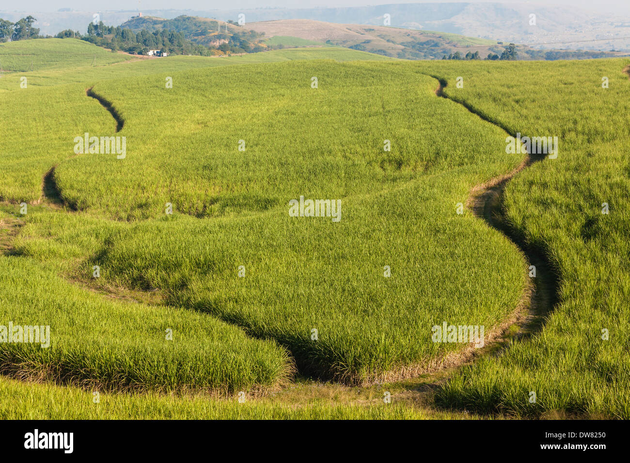Agricoltura paesaggio rurale terre agricole con la canna da zucchero colture in stagioni Foto Stock