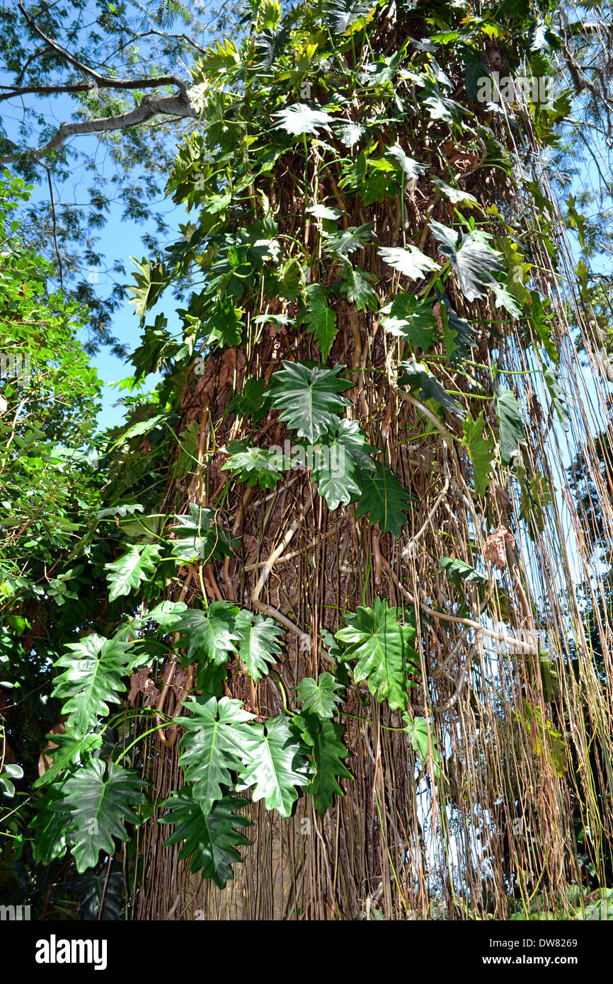 Albero tropicale nel Akaka Falls State Park, Big Island, Hawaii, STATI UNITI D'AMERICA Foto Stock