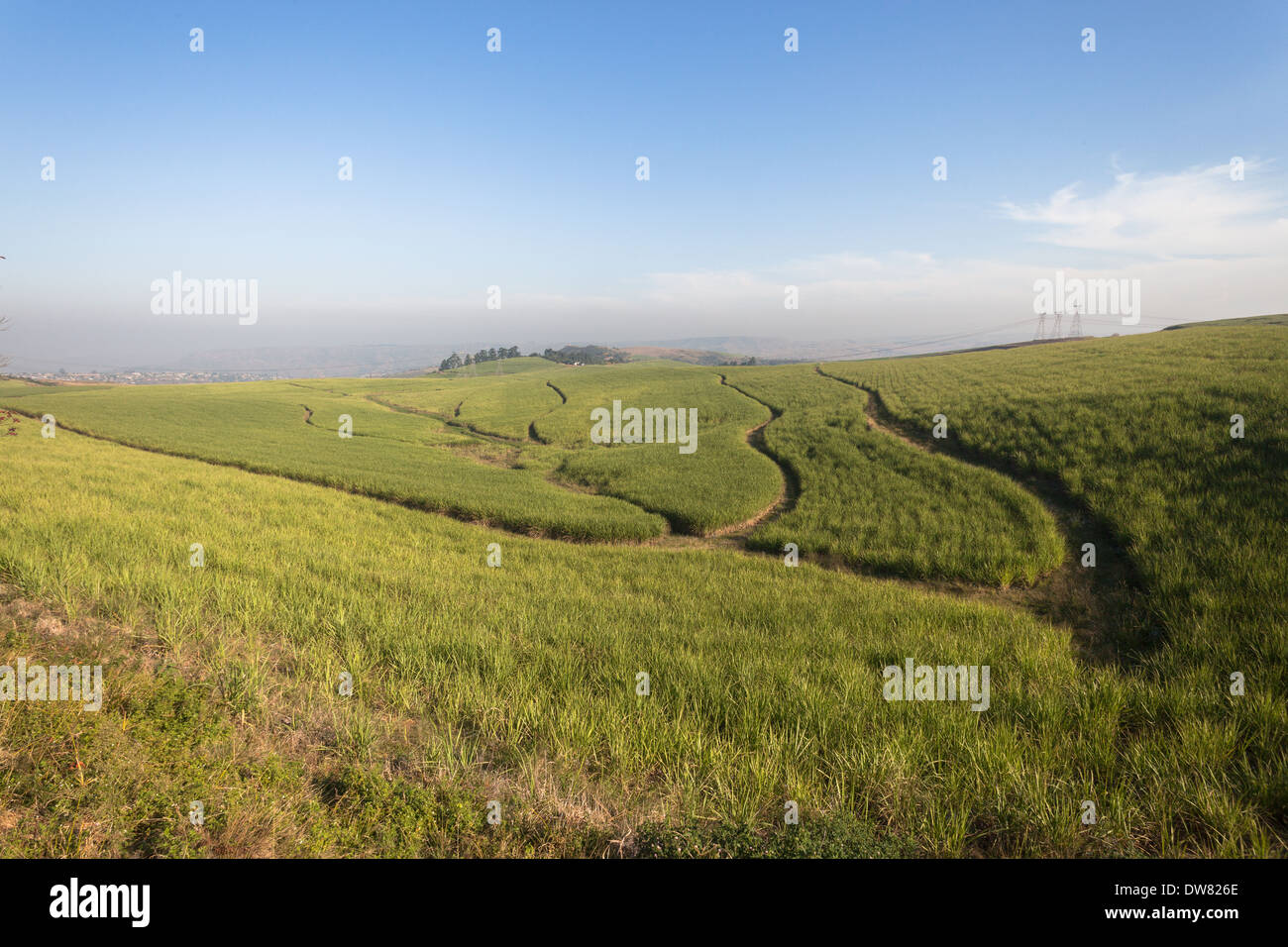 Agricoltura paesaggio rurale terre agricole con la canna da zucchero colture in stagioni Foto Stock