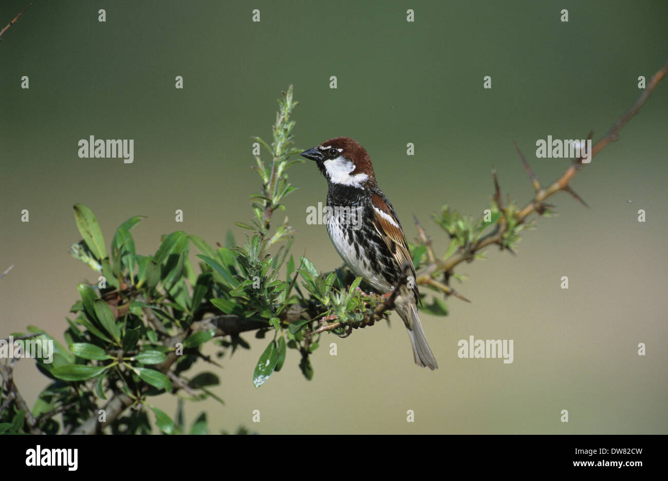 Passera sarda (Passer hispaniolensis) maschio adulto in allevamento piumaggio Lesbo Grecia Foto Stock