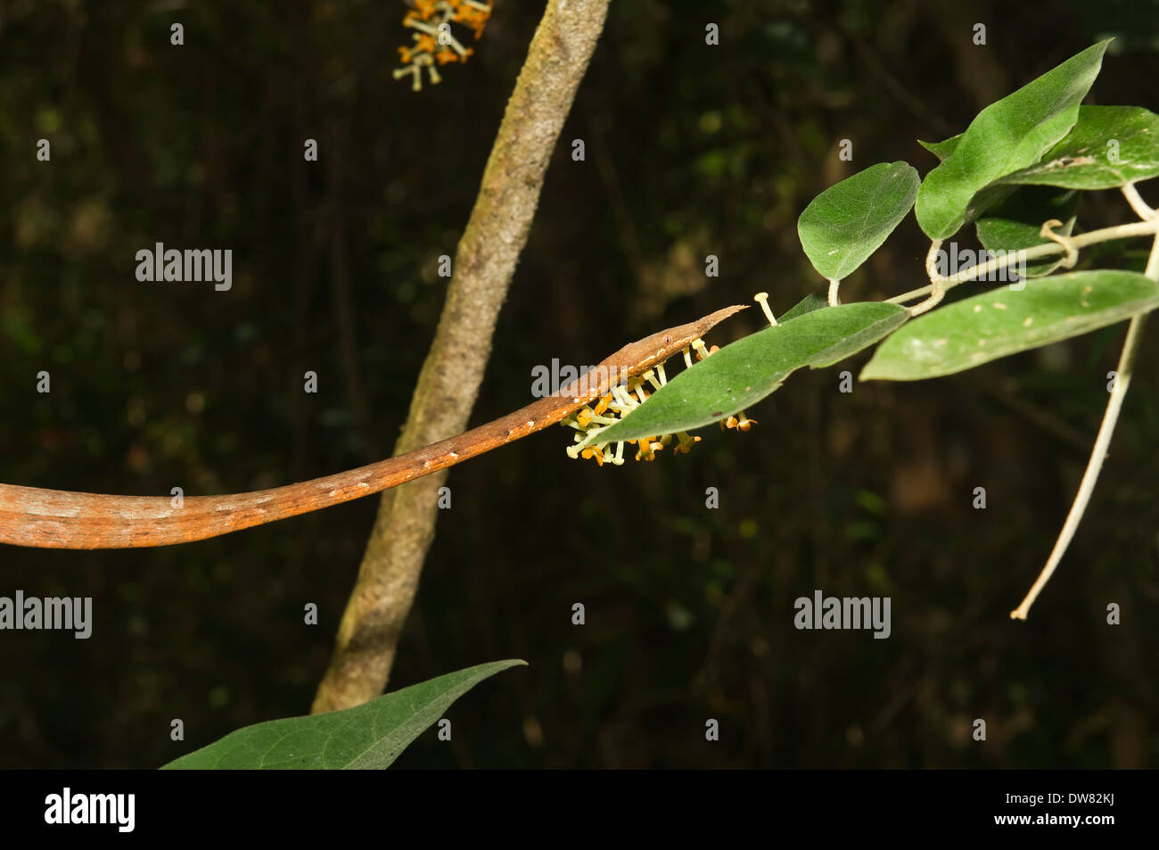 Spear-serpente naso (Langaha madagascariensis), Madagascar Foto Stock