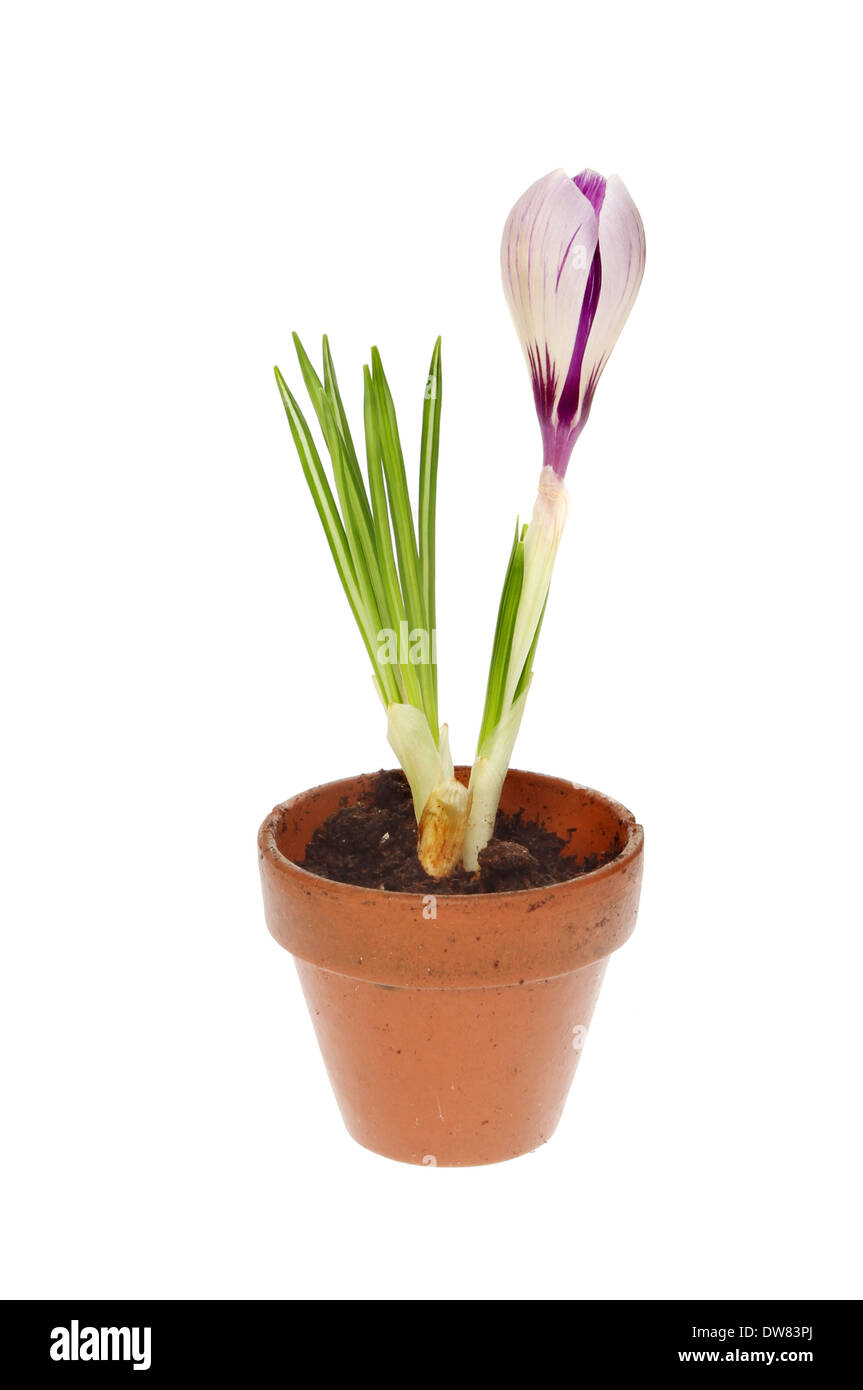 Crocus pianta con un fiore viola in un piccolo vaso in terracotta isolata contro bianco Foto Stock