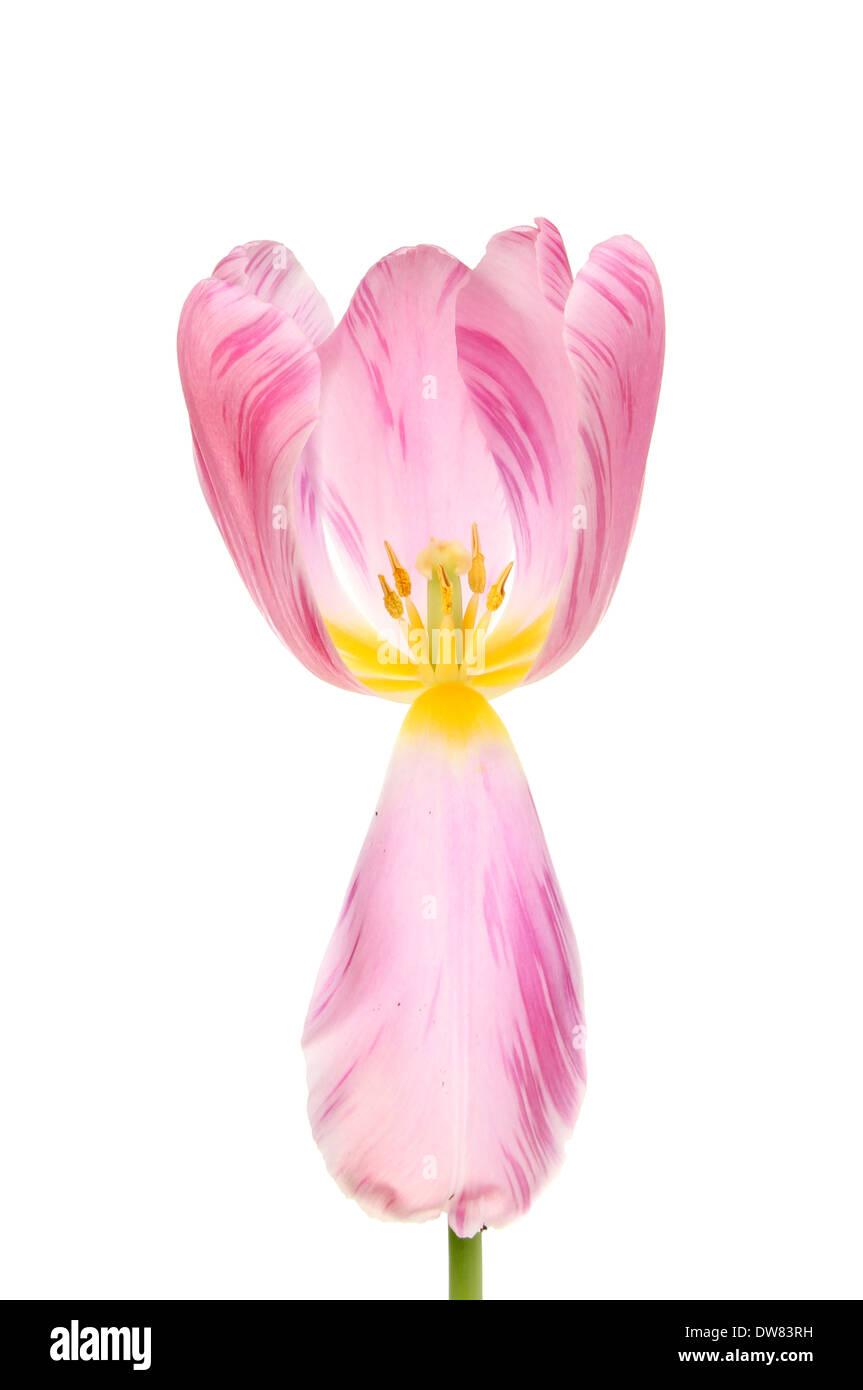 Vista sul centro di un tulipano fiore che mostra gli organi riproduttivi Foto Stock