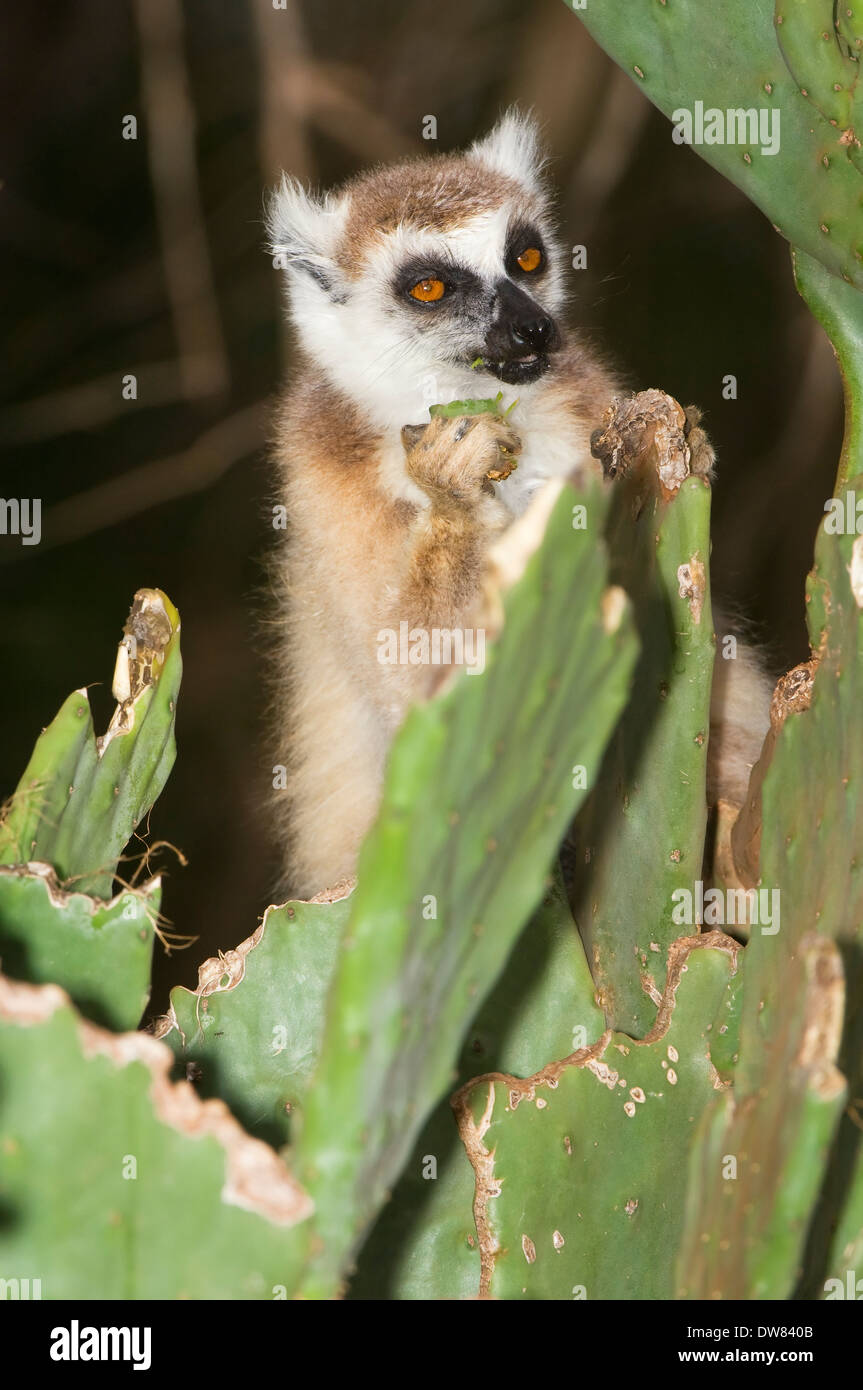 Anello-tailed Lemur (Lemur catta) alimentazione su cactus Foto Stock