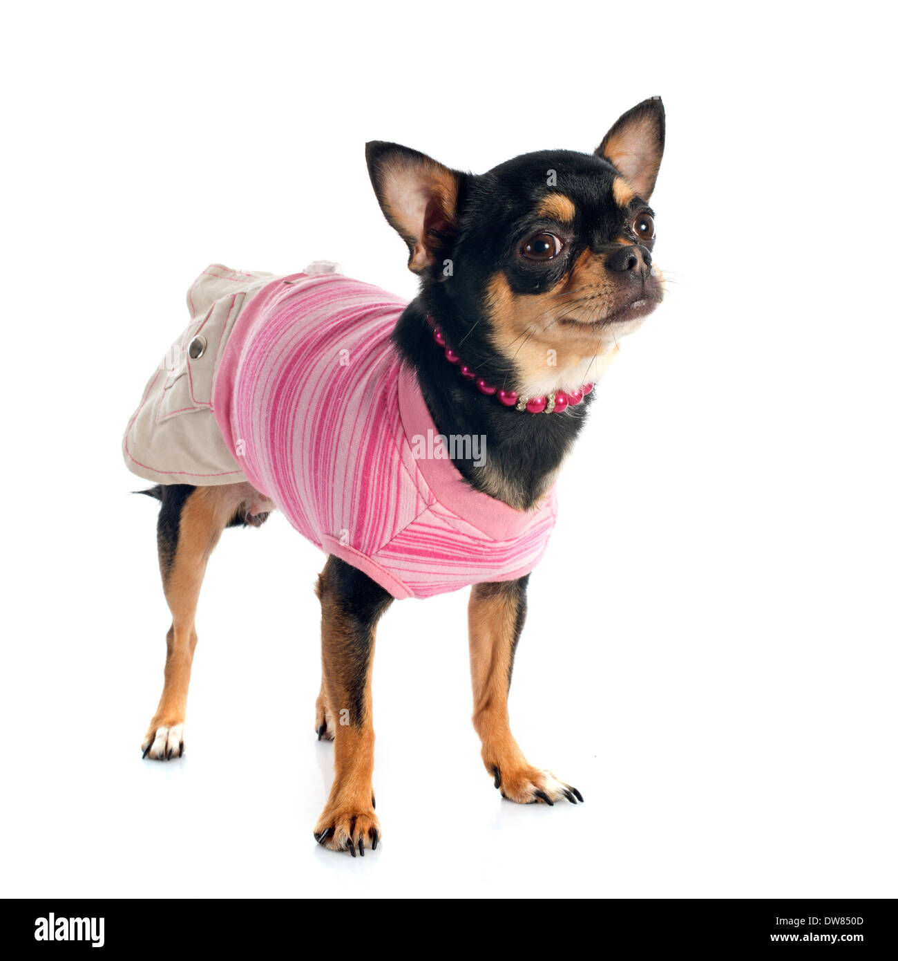 Vestito chihuahua davanti a uno sfondo bianco Foto Stock