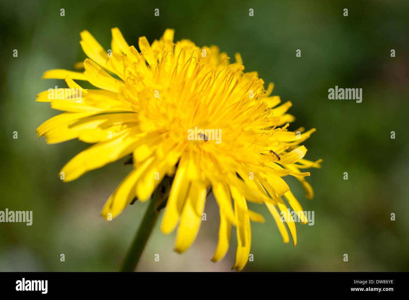 Corn semow thistle (Sonchus arvensis), Dunsford Wood, Devon, UK. Foto Stock