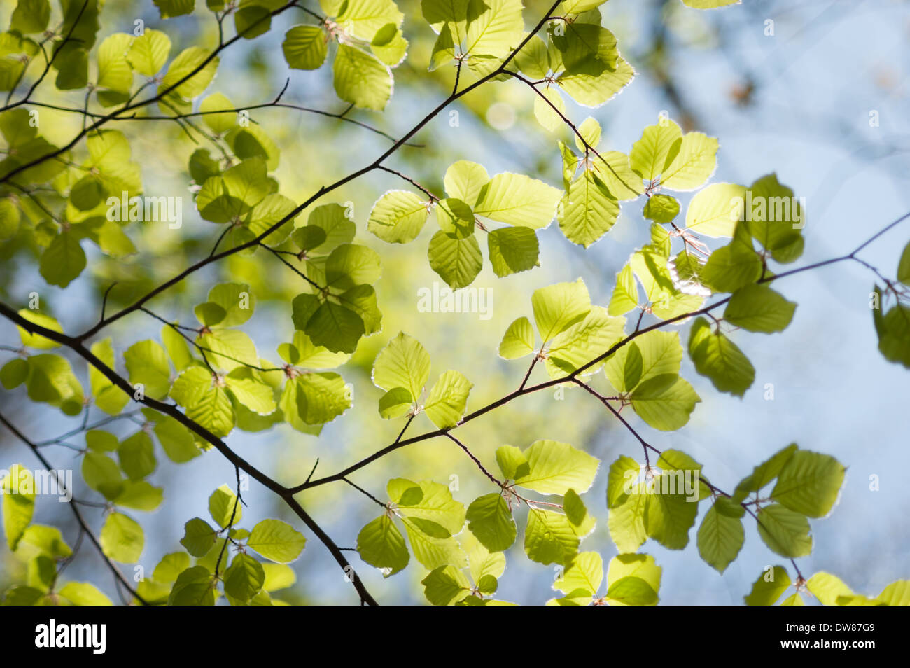 Faggio comune (Fagus sylvatica), legno di Dunsford, Devon, UK. Foto Stock