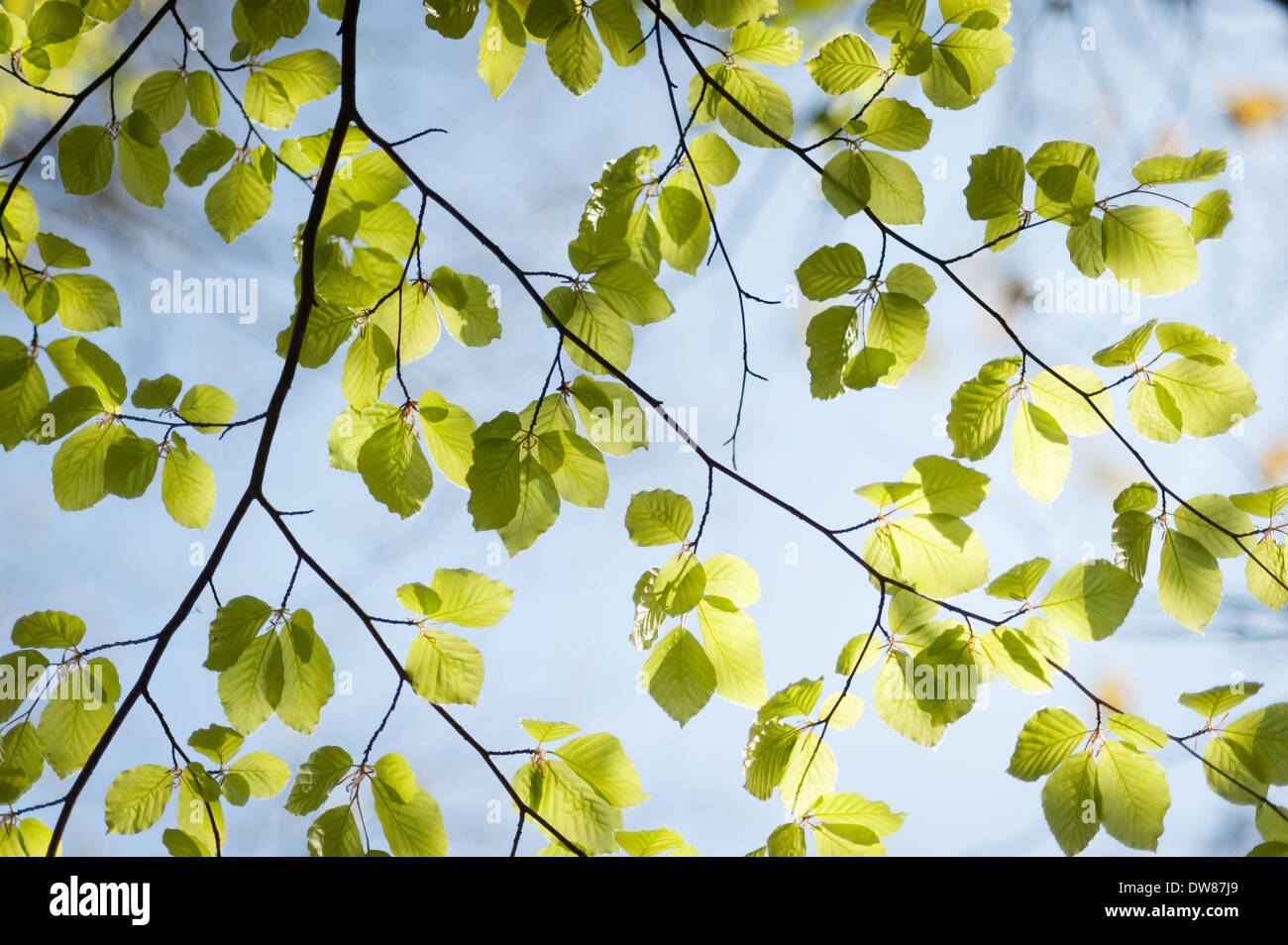 Faggio comune (Fagus sylvatica), legno di Dunsford, Devon, UK. Foto Stock