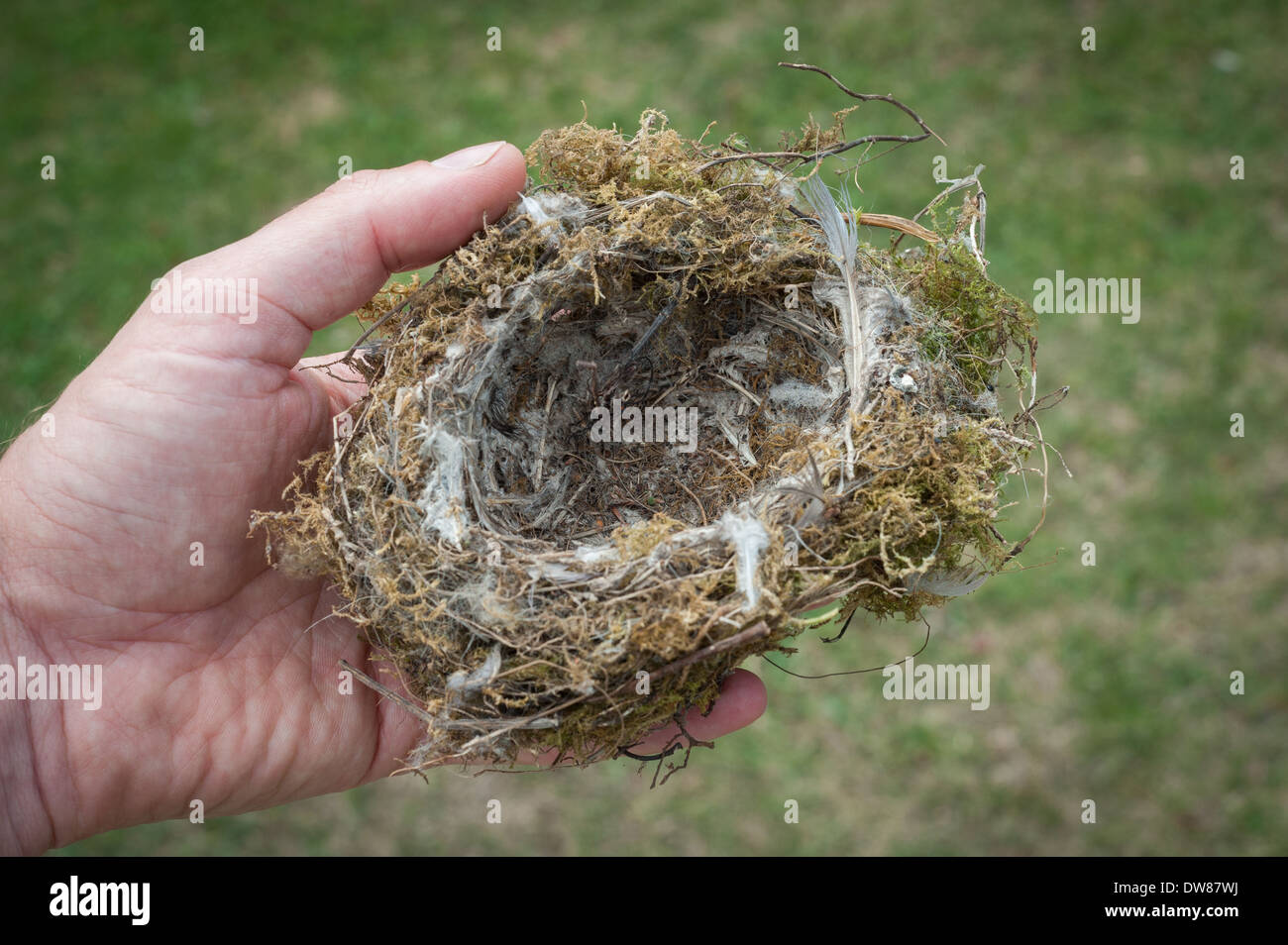 Bird's nidi da un giardino del Regno Unito. Foto Stock