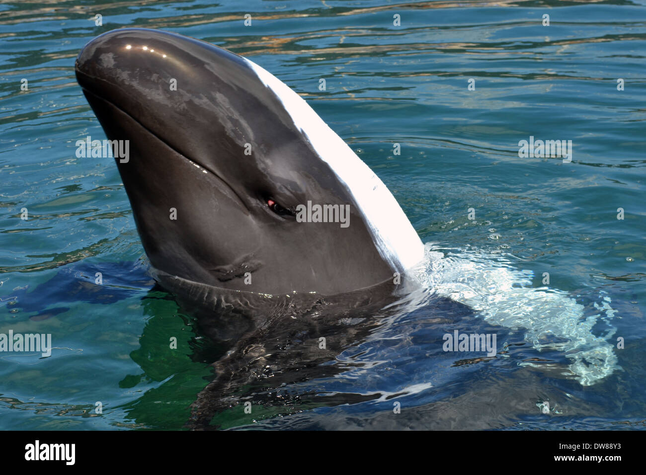 Falso Killer Whale, Pseudorca crassidens, coperto con protezione solare, captive, Oahu, Hawaii, STATI UNITI D'AMERICA Foto Stock