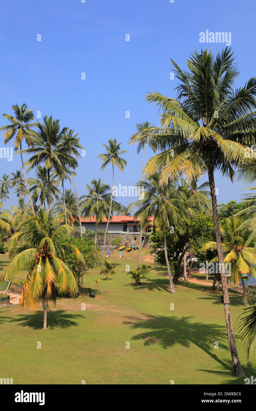 Sri Lanka, Bentota, paesaggio di palme di cocco Foto Stock