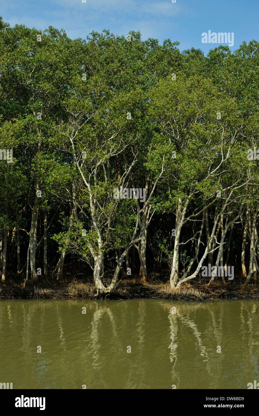 St Lucia, Kwa biancoZulu-Natalalberi di mangrovia, Avicennia marina, a estuario galleggiamento, iSimangoliso wetland park Foto Stock