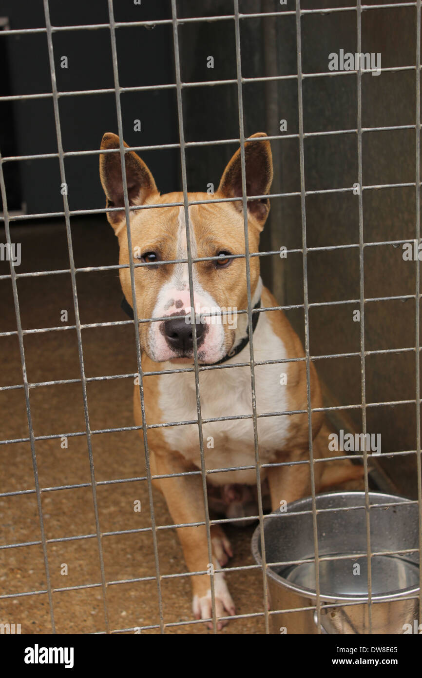 EBT cane rehomed, 03-03-2014 Foto Stock