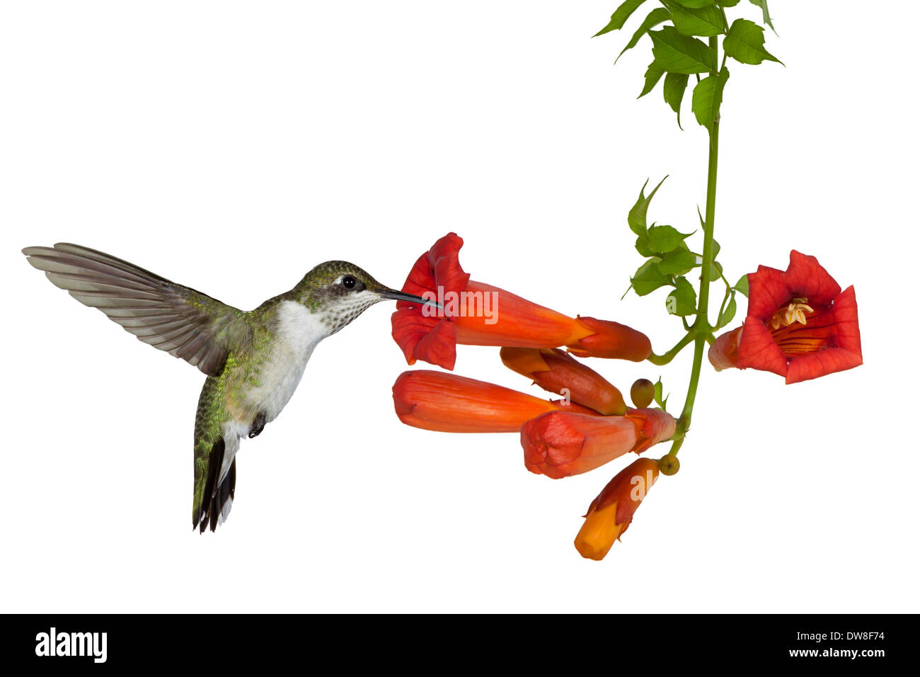 Ruby throated hummingbird sips nettare da un arancio brillante fiore di un vitigno a campana. Sfondo bianco Foto Stock