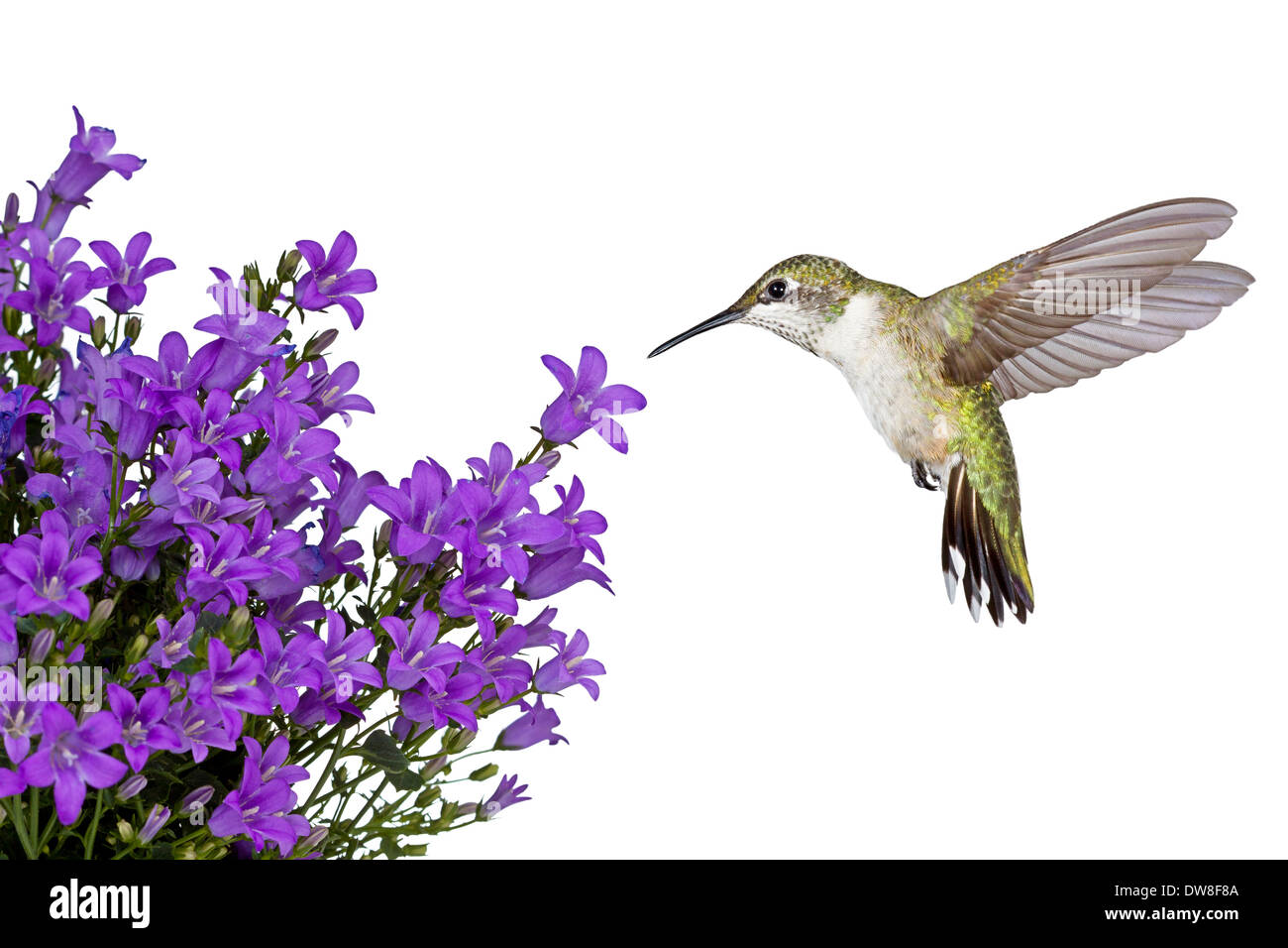 Hummingbird libra di un viola la campanula, sfondo bianco Foto Stock