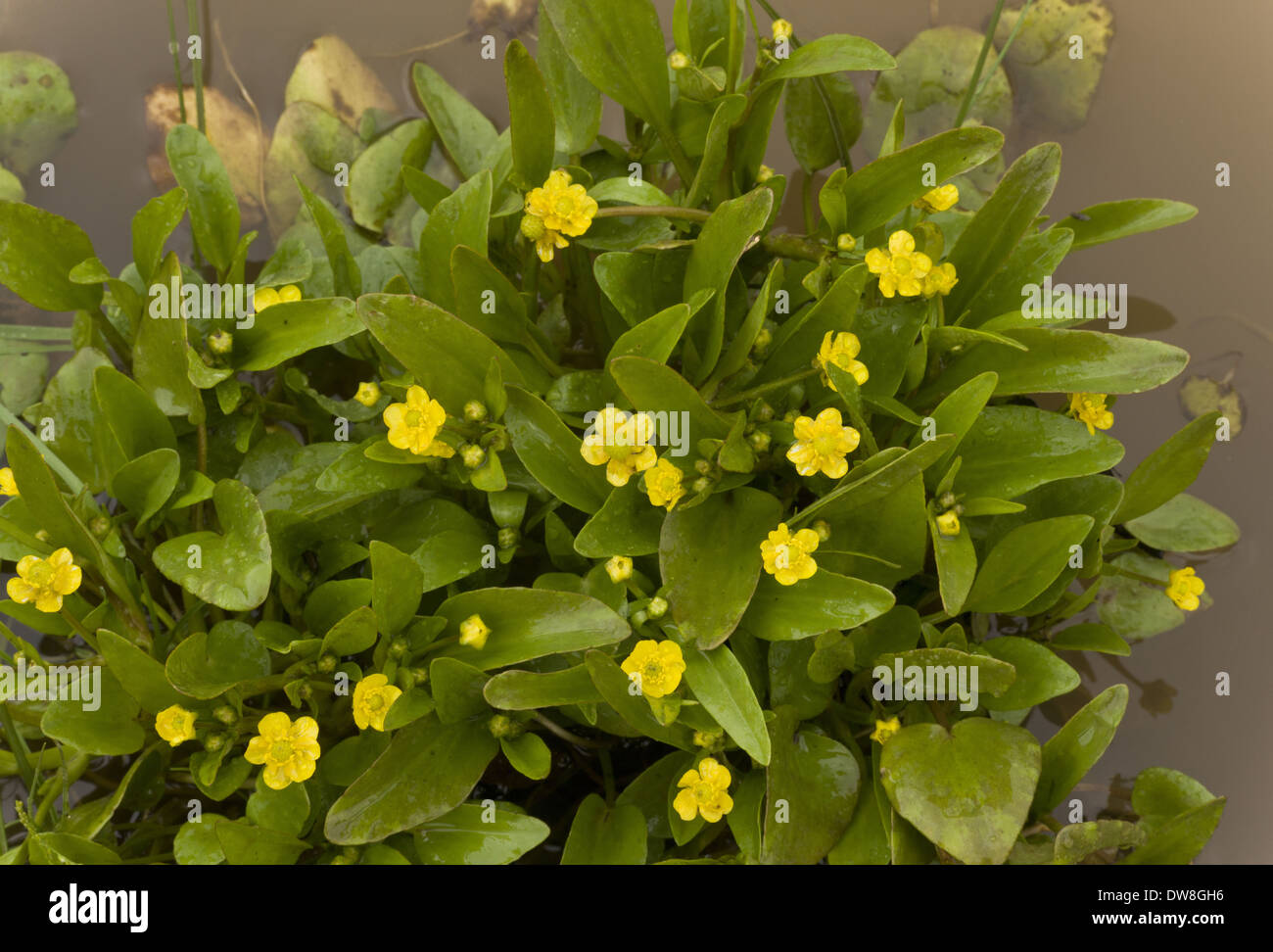 Il sommatore linguetta Spearwort (Ranunculus ophioglossifolius) fioritura che crescono in acqua stagnante Sardegna Italia Aprile Foto Stock