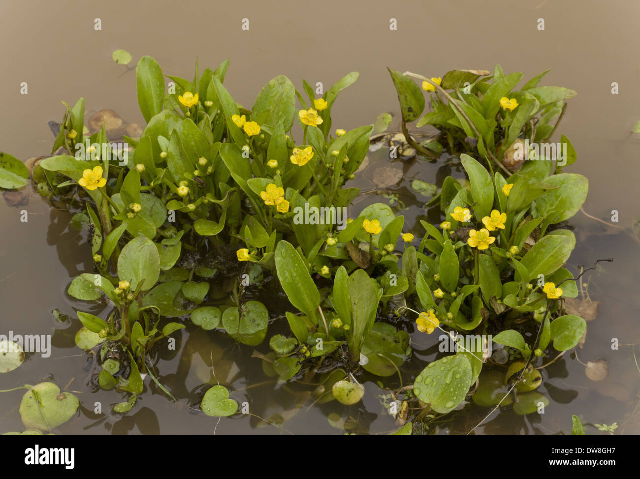 Il sommatore linguetta Spearwort (Ranunculus ophioglossifolius) fioritura che crescono in acqua stagnante Sardegna Italia Aprile Foto Stock