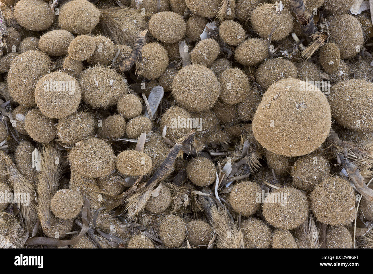 Nettuno erba (Posidonia oceanica) rizomi fibrosi (egagropili) lavato fino sulla spiaggia Sardegna Italia Aprile Foto Stock