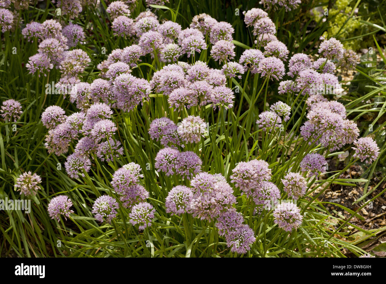 Mouse l'aglio (allium angulosum) fioritura che cresce in giardino Dorset Inghilterra Luglio Foto Stock