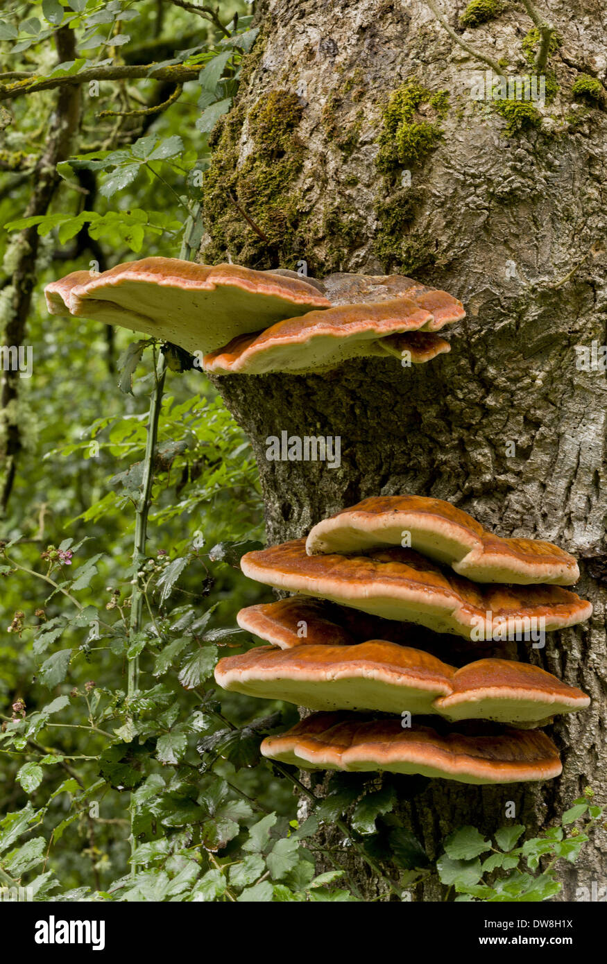 Staffa del sud (Ganoderma adspersum) corpi fruttiferi crescente di cenere sul tronco di albero Francia Agosto Foto Stock