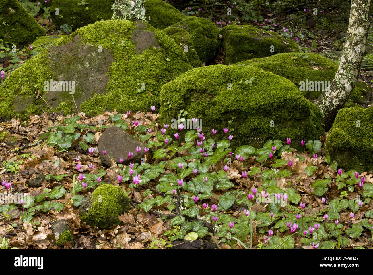 Repand Ciclamino (Cyclamen repandum) fioritura crescente di massa nel bosco roccioso sull altopiano basaltico Giara di Gesturi Sardegna Italia Foto Stock