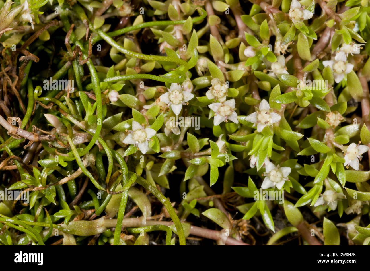 Nuova Zelanda Pygmyweed (Crassula helmsii) introdotte specie invasive fioritura crescendo in stagno New Forest Hampshire Inghilterra Foto Stock