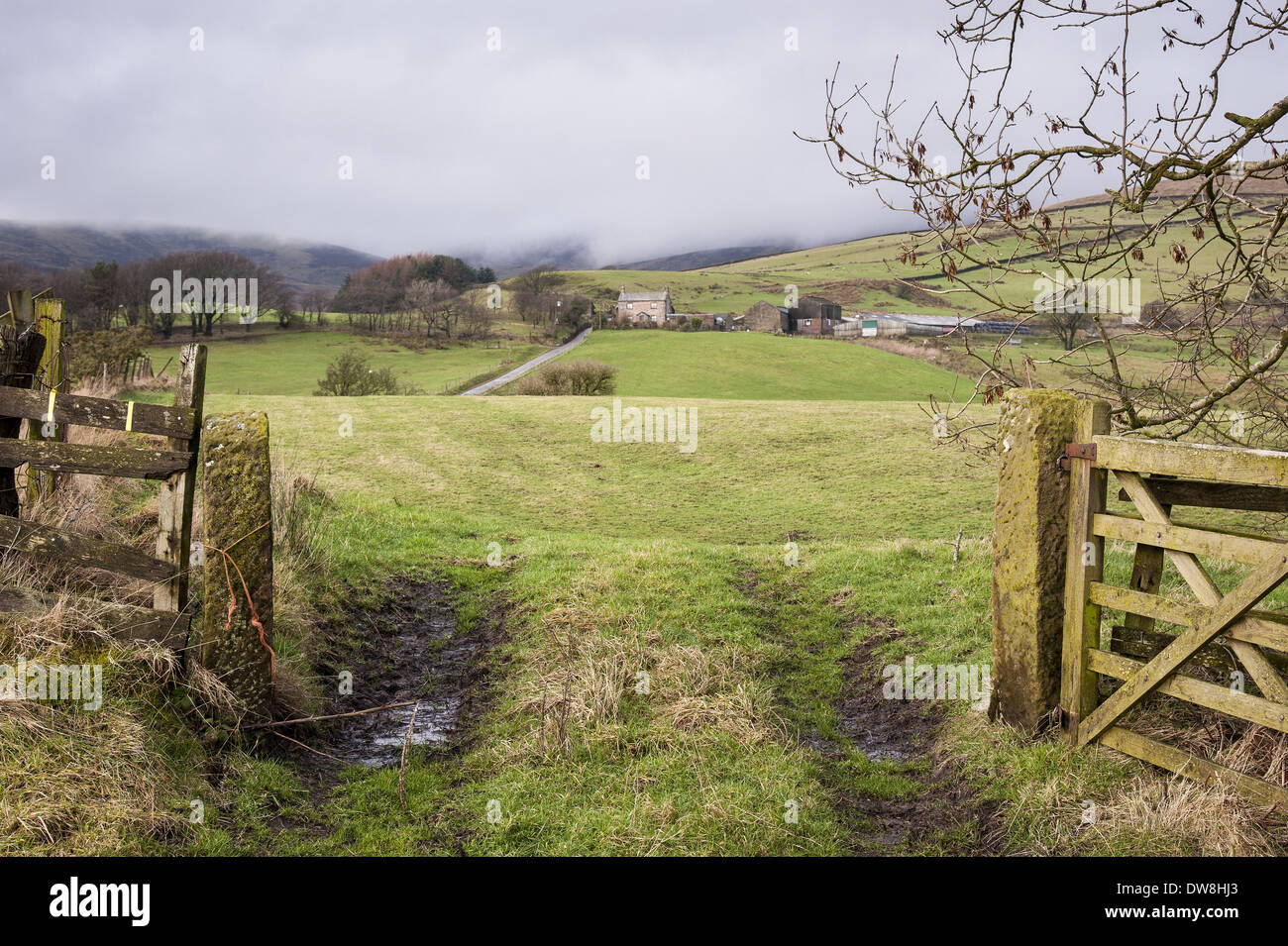 Che porta nel campo di erba su hill farm Chipping Lancashire Inghilterra Gennaio Foto Stock