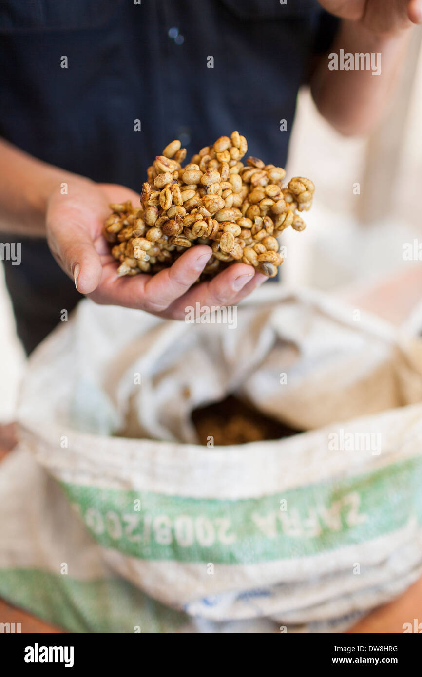 Un El Salvador caffè produttore detiene il miele essiccato di bacche di caffè presso il suo impianto di tostatura in Juayua El Salvador Foto Stock