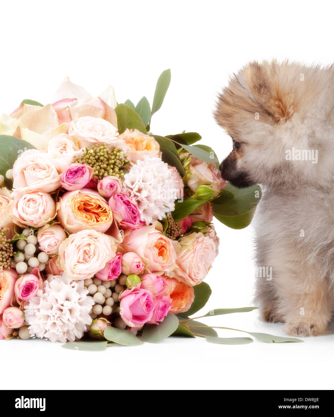 Cucciolo di Pomerania con bouquet di fiori isolati su sfondo bianco Foto Stock