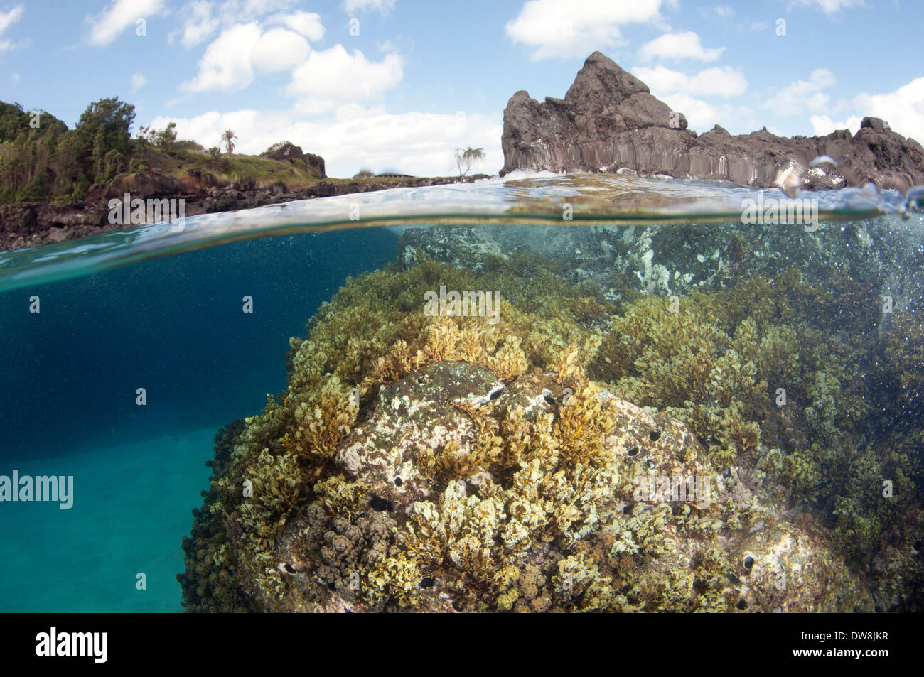 Rocky paesaggio sottomarino di Waimea Bay North Shore di Oahu, Hawaii, STATI UNITI D'AMERICA Foto Stock