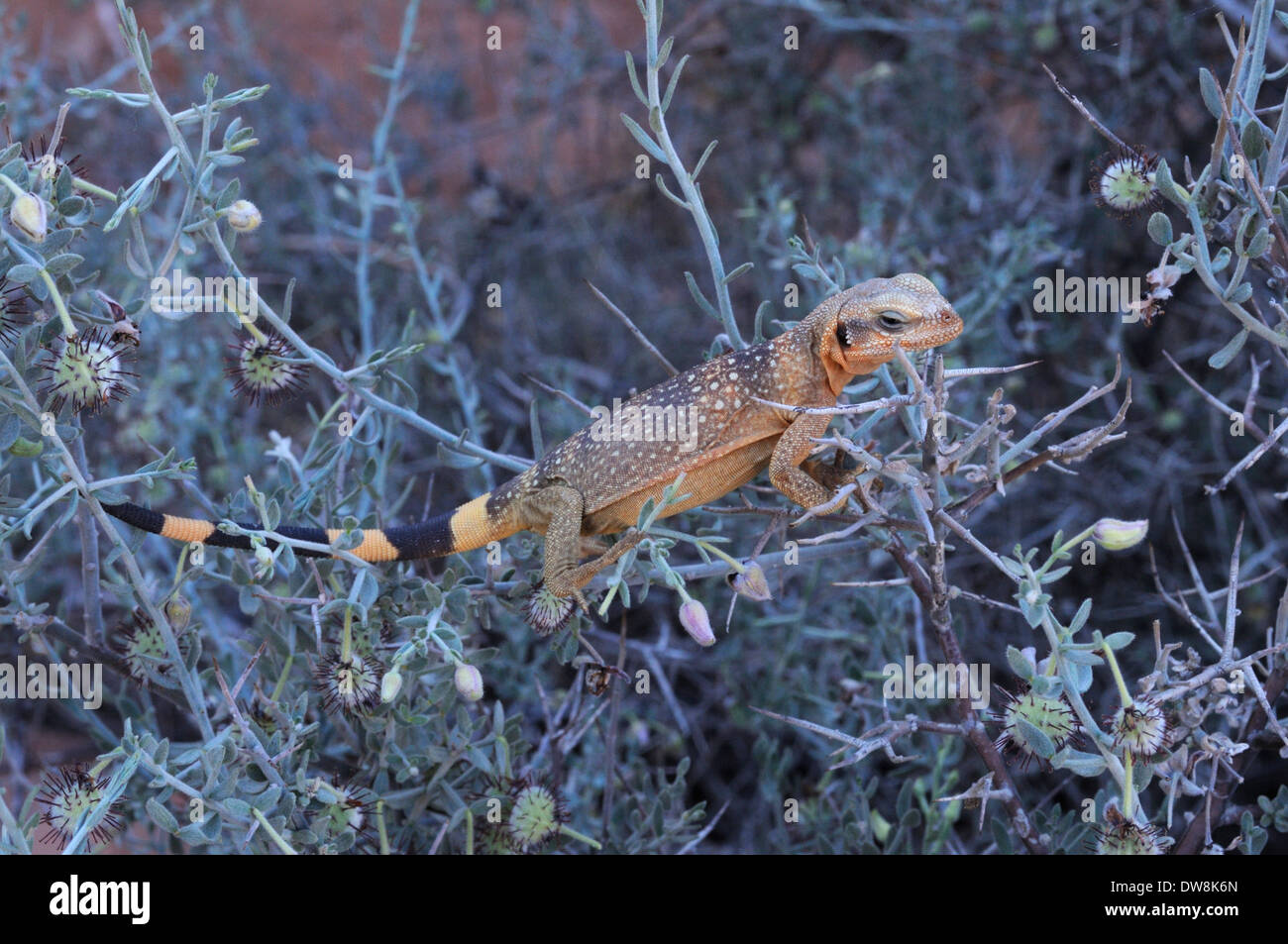 Giovane maschio Chuckwalla arrampicata a bush spinoso per alimentare i fiori Foto Stock