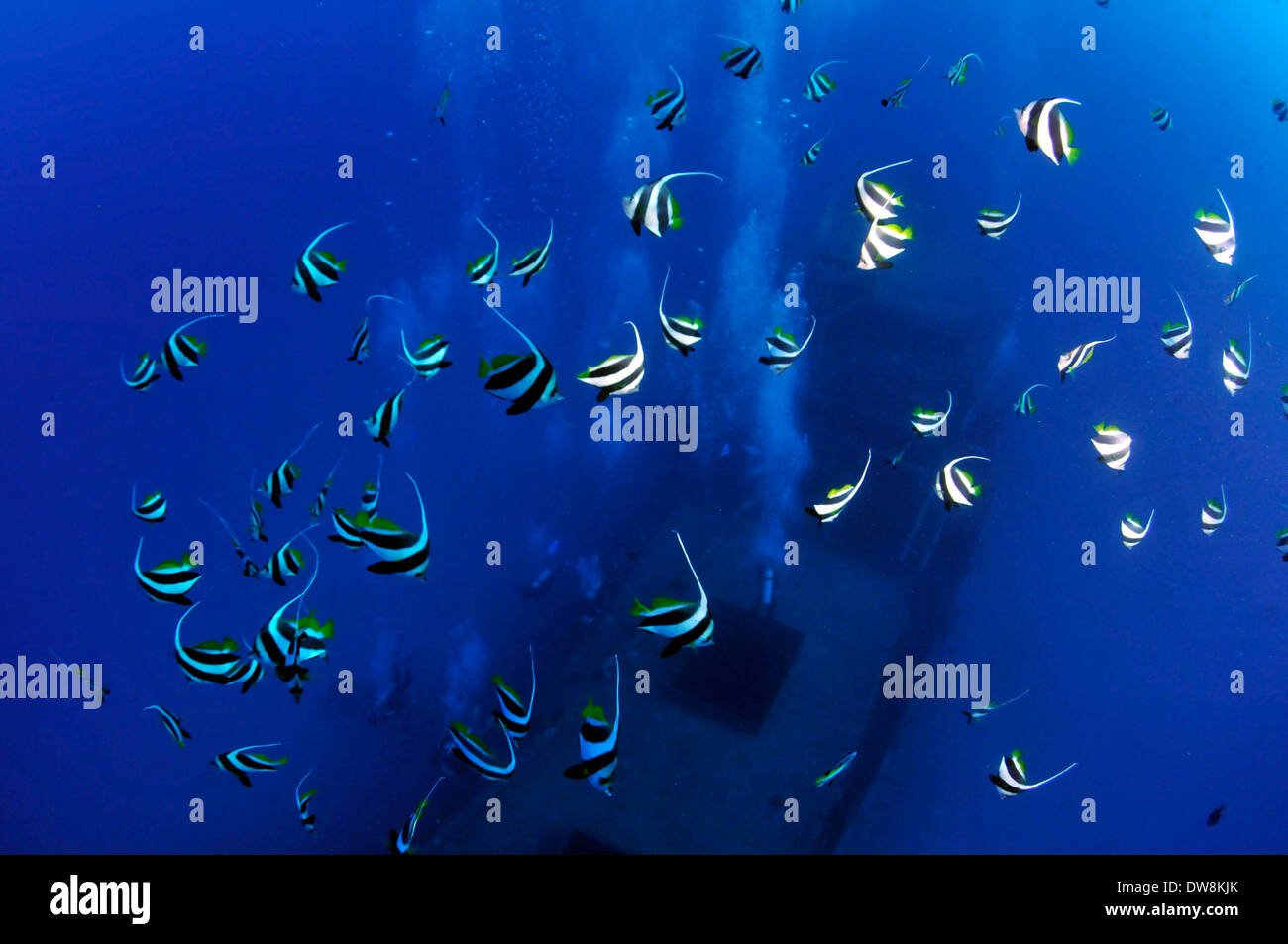Scuola di pennant coralfish, Heniochus acuminatus, Oahu, Hawaii, STATI UNITI D'AMERICA Foto Stock