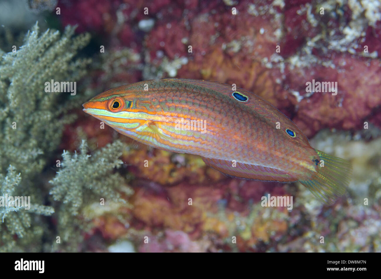 Twospot Wrasse (Halichoeres biocellatus) piscina per adulti Alor Isola Arcipelago Alor Lesser Sunda Islands Indonesia Novembre Foto Stock