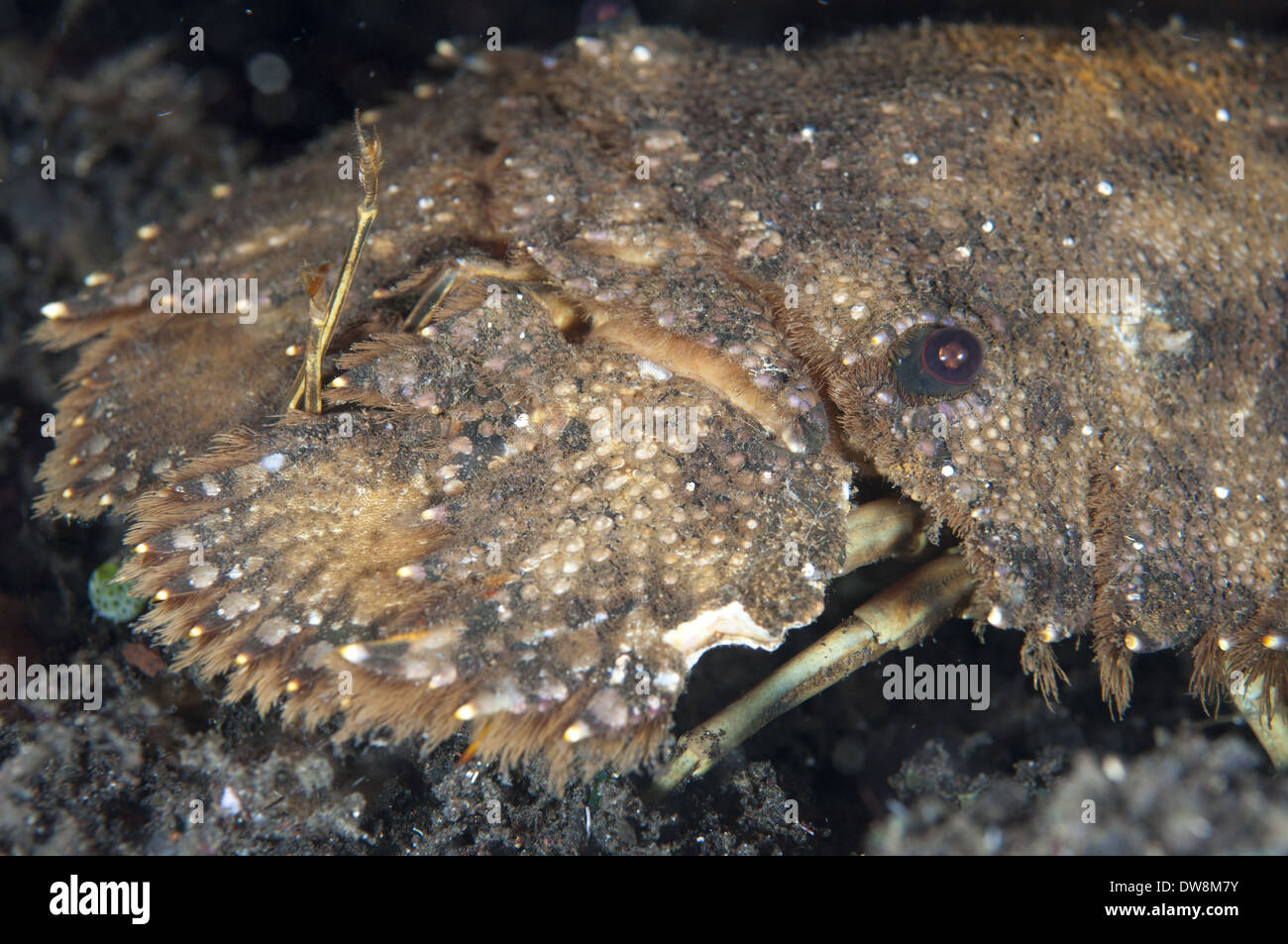 Scolpita la pantofola aragosta (Parribacus antarcticus) adulto close-up di testa allargata e piastre di antenne a shipwreck USAT Foto Stock