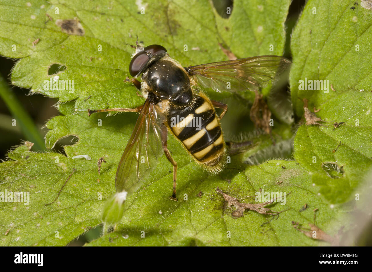 Bog Hoverfly (Sericomyia silentis) adulto crogiolarsi sulla lamina Dorset Inghilterra Settembre Foto Stock