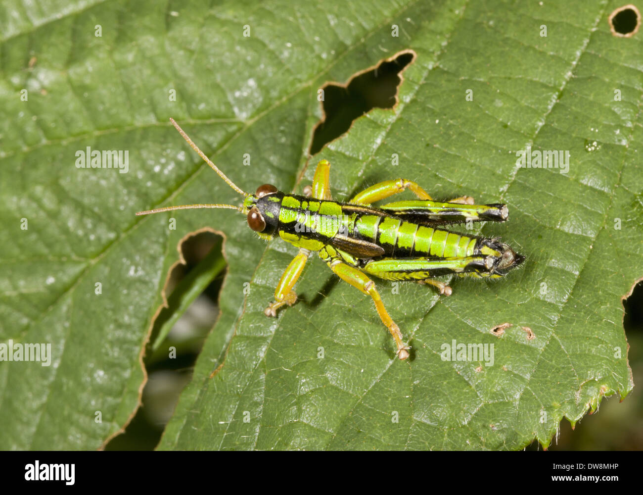 Montagna Verde Grasshopper (Miramella alpina) maschio adulto in appoggio sulla lamina Auvergne Francia Agosto Foto Stock