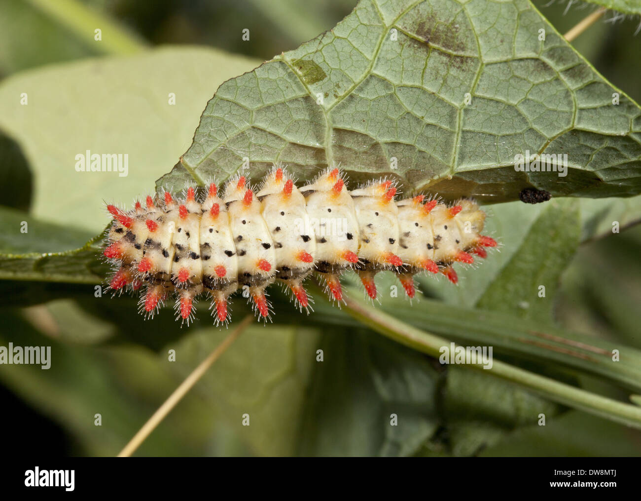 Festone meridionale (Zerynthia polissena) caterpillar sulla foglia aristolochia Bulgaria Giugno Foto Stock