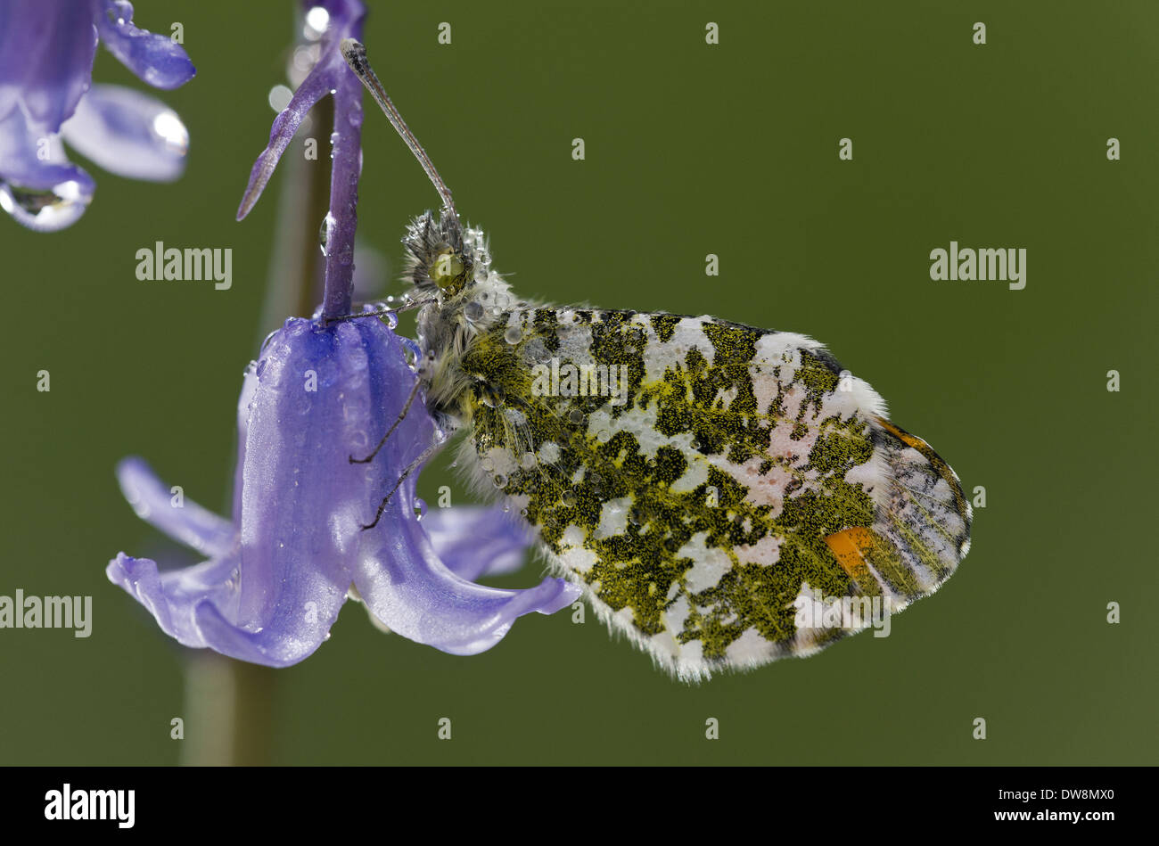 Arancio-punta Butterfly (Anthocharis cardamines) maschio adulto in appoggio sul giardino bluebell flower dopo una notte di rugiada Dorset Inghilterra Foto Stock