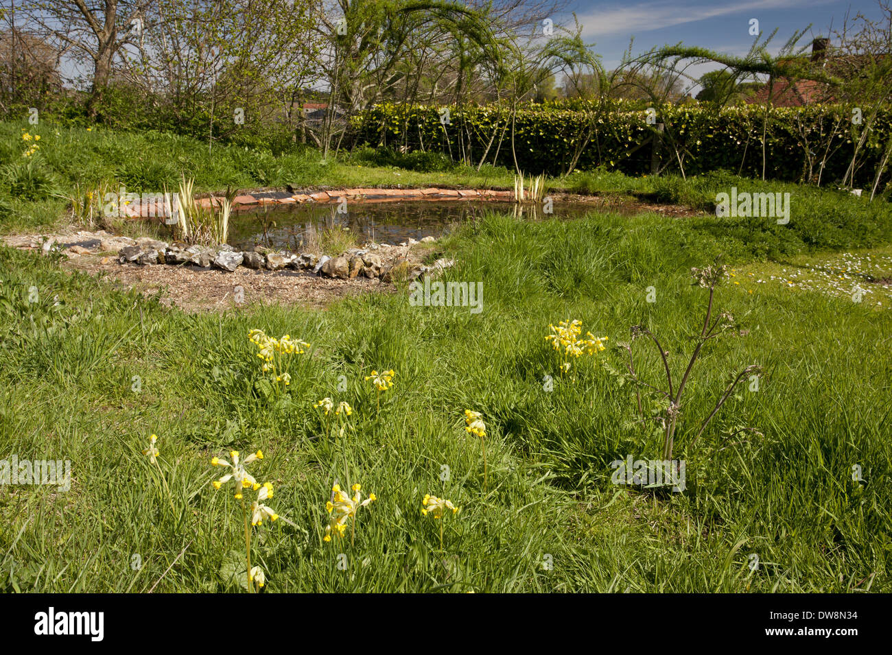 Cowslip (Primula veris) fioritura crescente nei pressi di stagno nel giardino della fauna selvatica gestiti per la biodiversità Wimborne St. Giles Dorset Foto Stock