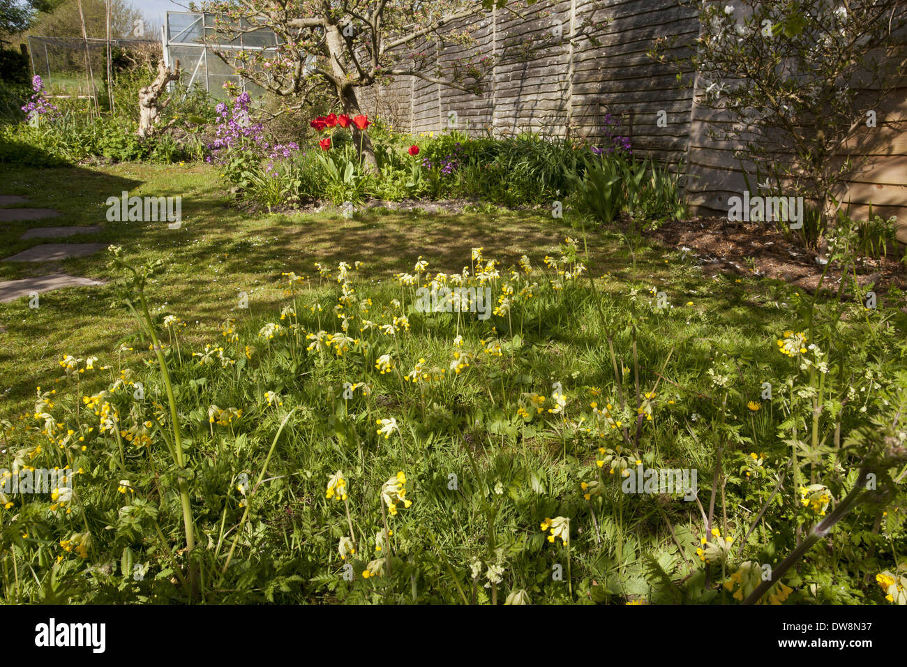 Cowslip (Primula veris) fioritura crescente nei pressi di aiuole coltivate nel giardino della fauna selvatica gestiti per la biodiversità Wimborne San Foto Stock