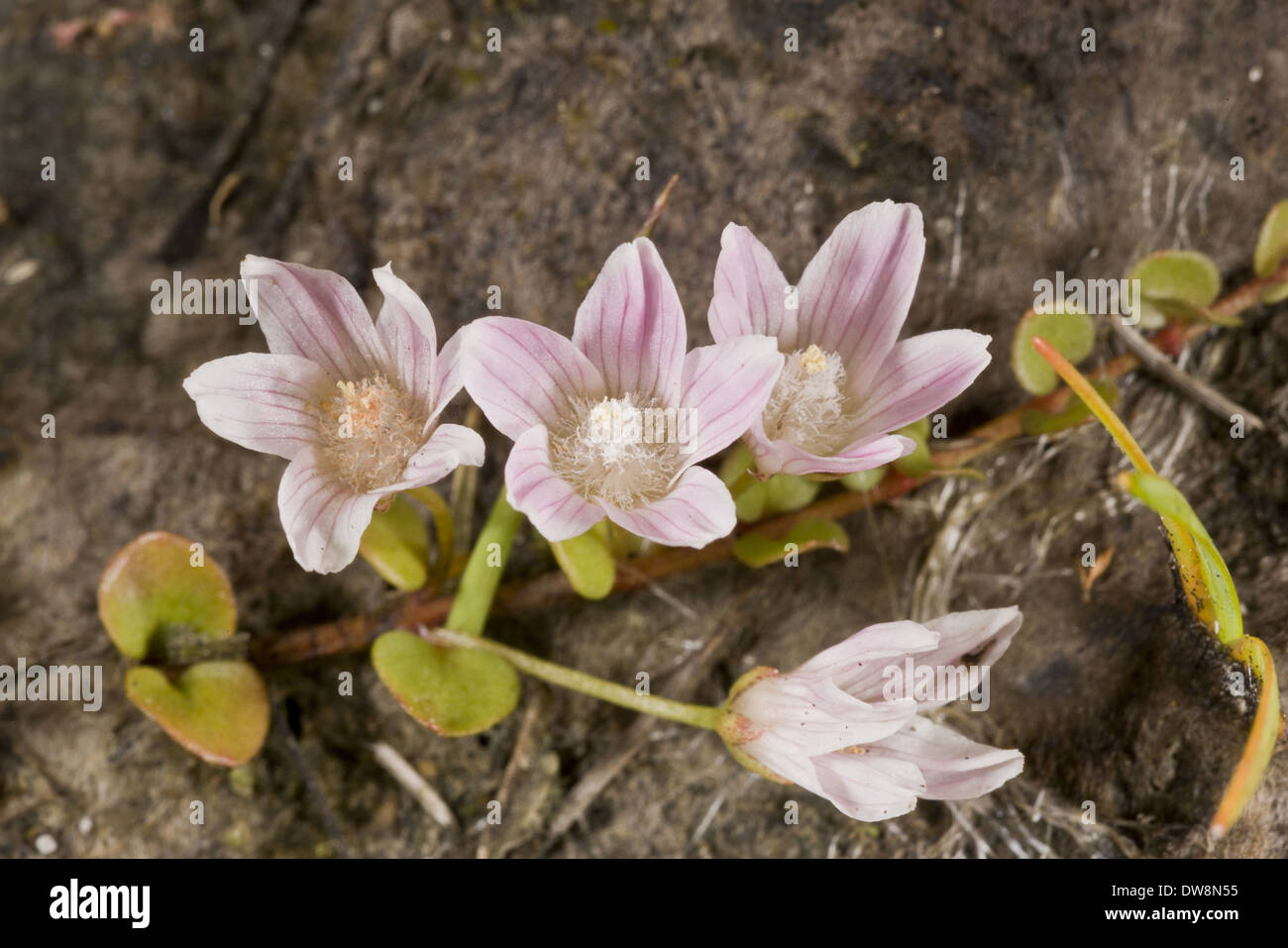 Bog Pimpernel (Anagallis tenella) close-up di fiori che crescono sulla brughiera Dorset Inghilterra Luglio Foto Stock