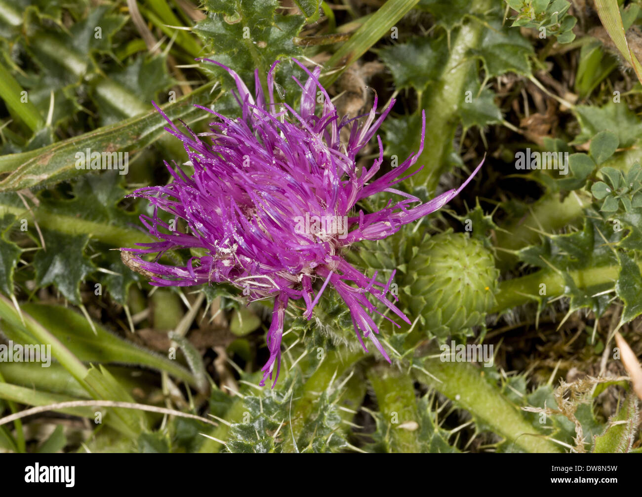 Thistle nana (Cirsium acaule) close-up di fiori che crescono su chalk downland Dorset Inghilterra Luglio Foto Stock