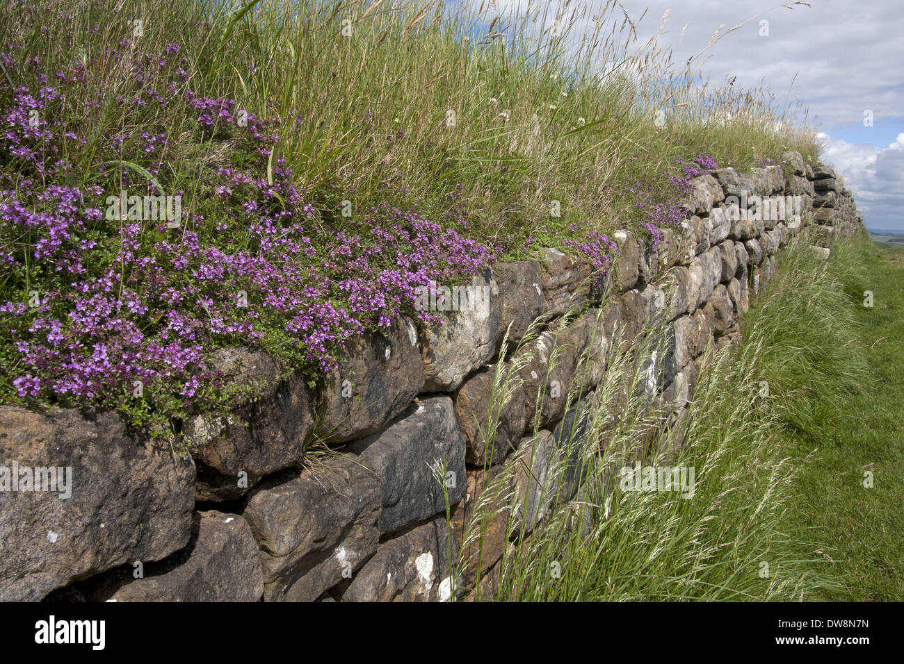 Spunto di timo (Thymus praecox) fioritura crescente sui resti di fortificazioni romane del Vallo di Adriano tra falesia Lough e Foto Stock