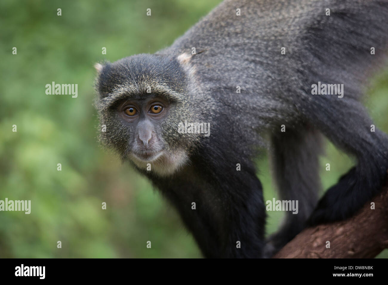 Wild scimmia in Lake Manyara national park, Tanzania. Foto Stock