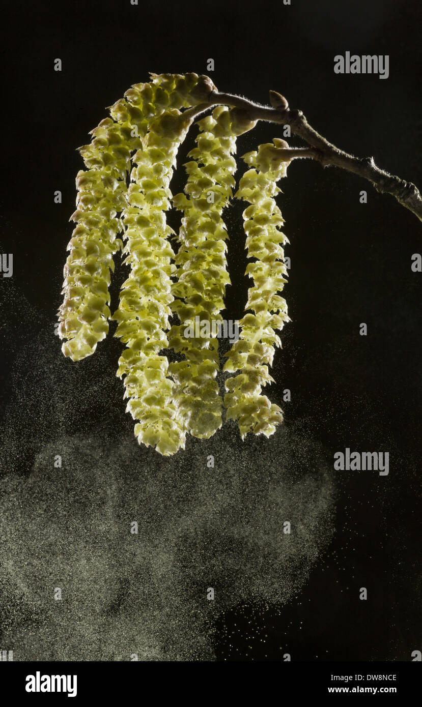 Comune di nocciolo (Corylus avellana) close-up di amenti in primavera che emette polline per impollinazione incrociata Dorset Inghilterra Foto Stock