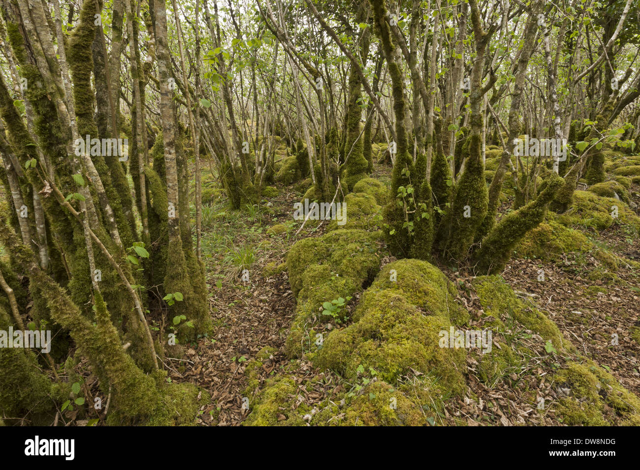 Comune di nocciolo (Corylus avellana) antico bosco ceduo sulla pavimentazione di pietra calcarea Burren N.P. Il Burren County Clare Irlanda maggio Foto Stock