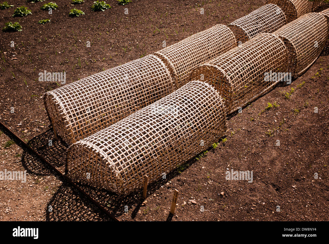 Tessuti di canna la pianticella di gabbie di protezione in uso recentemente preparato letto giardino Foto Stock