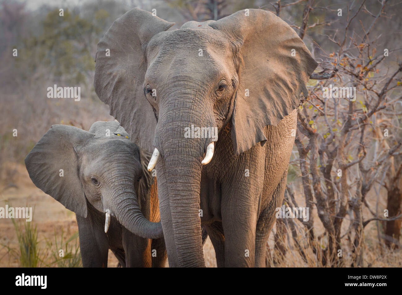 Zambia, Lower Zambezi National Park, il ritratto di un elefante africano e il suo polpaccio (Loxodonta africana). Foto Stock
