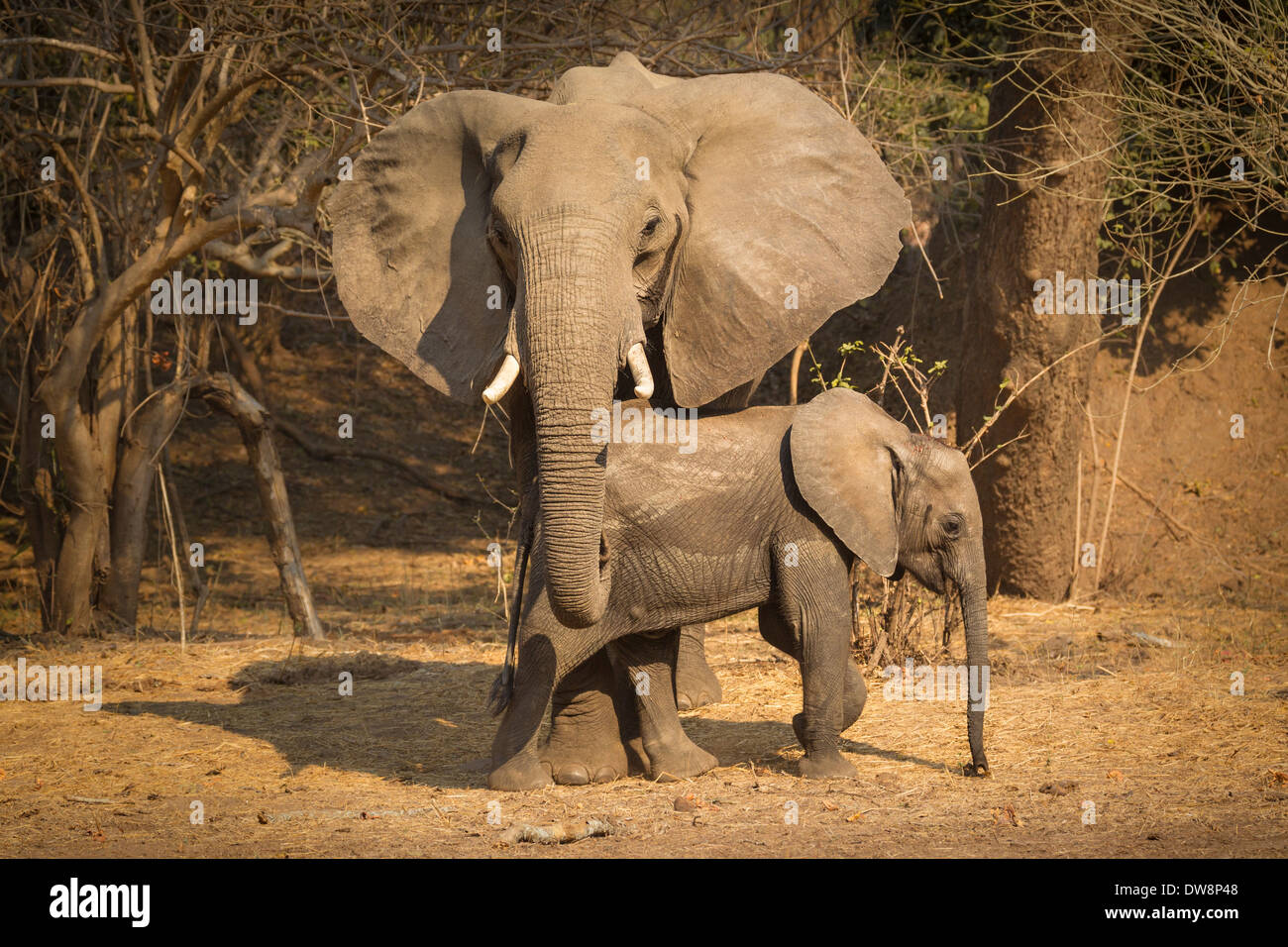 Zambia, Lower Zambezi National Park, l'elefante africano (Loxodonta africana) con piedi di vitello in modalità di protezione. Foto Stock